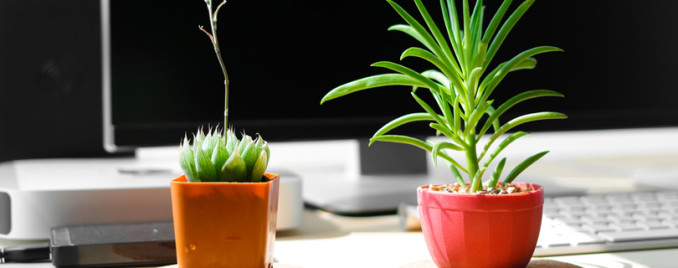 7 растений-аскетов, которые выживут в любом офисе